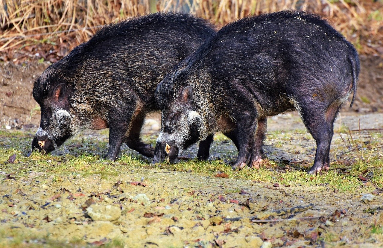 Was tun gegen Wildschweine im Garten?