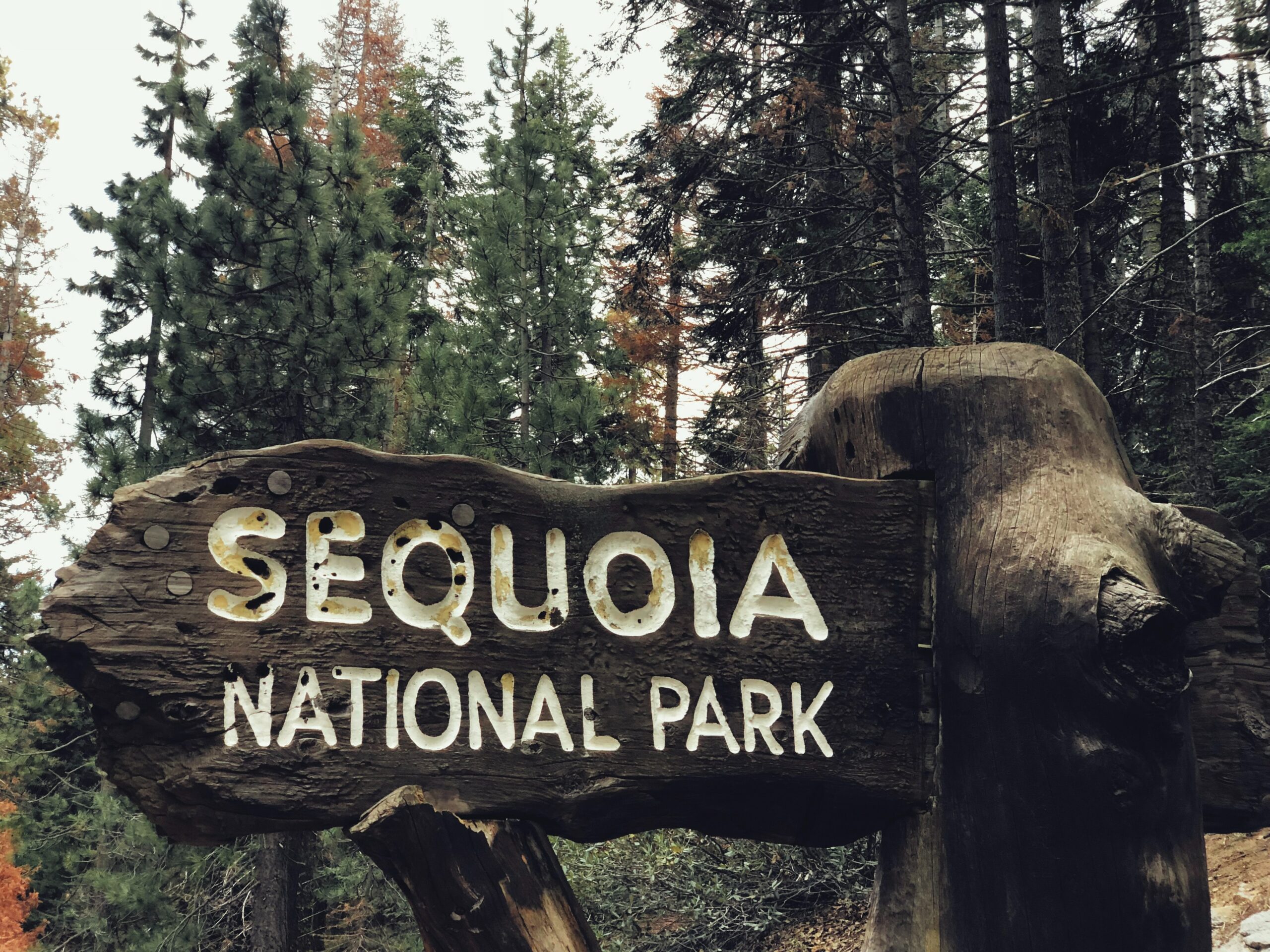 Best Time To Visit Sequoia National Park