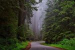 Beste Reisezeit für den Redwood-Nationalpark