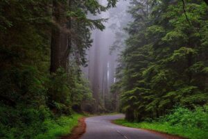 Best Time To Visit Redwood National Park