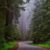 Best Time To Visit Redwood National Park